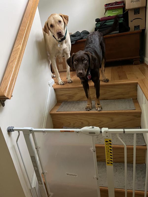 EveryYay Clear Acrylic White Dog Gate 38.5 Easy Install