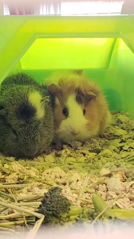 baby guinea pig for sale at petco