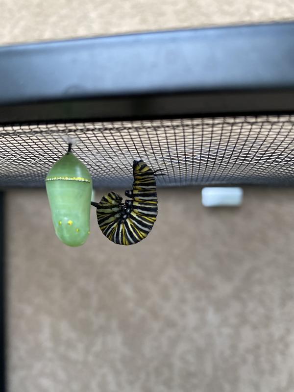 Zilla Fresh Air Screen Habitat for Reptiles, Small | Petco