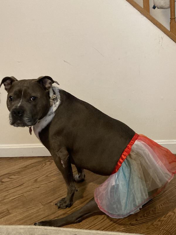 Tutu is super cute and a size XL fits my 60lb dog pretty well.