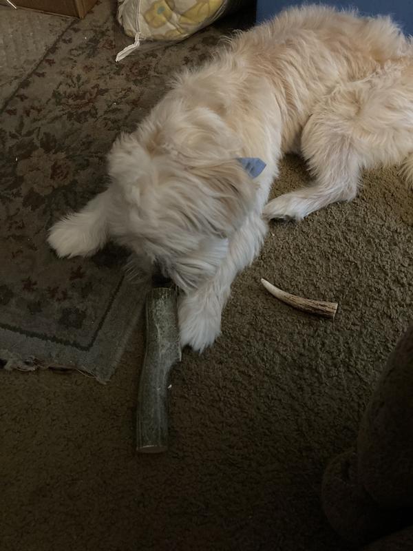 My Havasu year olds favorite chew ! Yummy