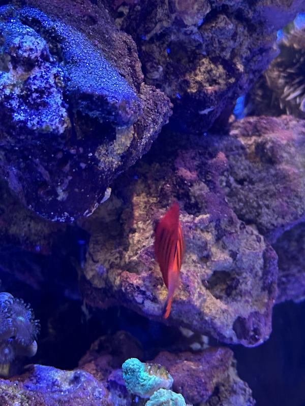 Flame Angel For Sale 1.5" Petco