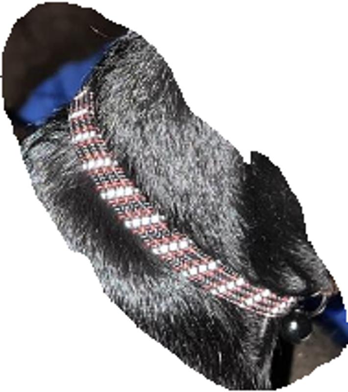 YOULY Black & Red Reflective Kitten Collar, X-Small | Petco