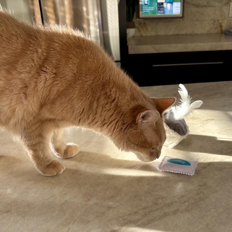 Big boy prefers how fast the sugar packet can be swatted across the floor.