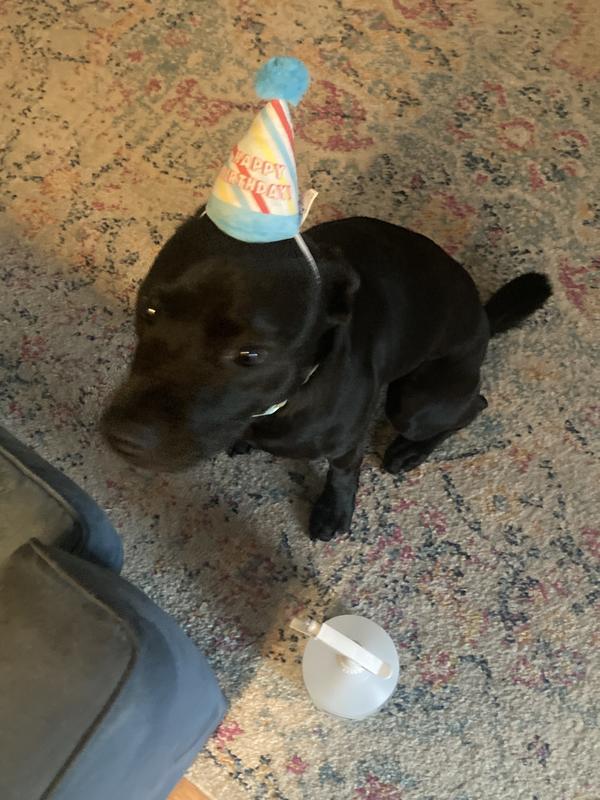 Petco shop birthday hat