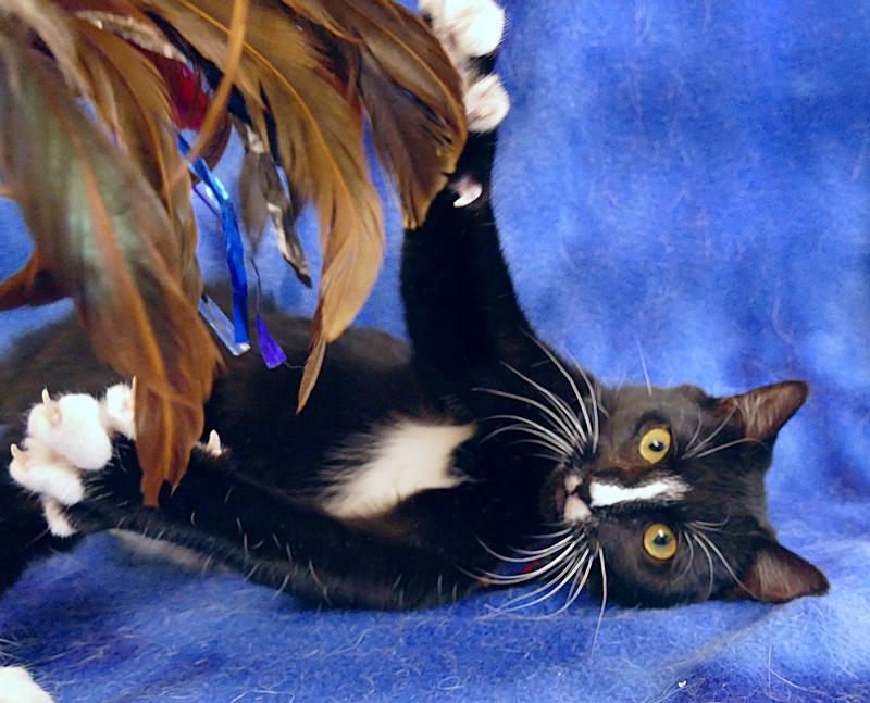 Petco Pheasant Feather Teaser and Wand Cat Toy, 18-in