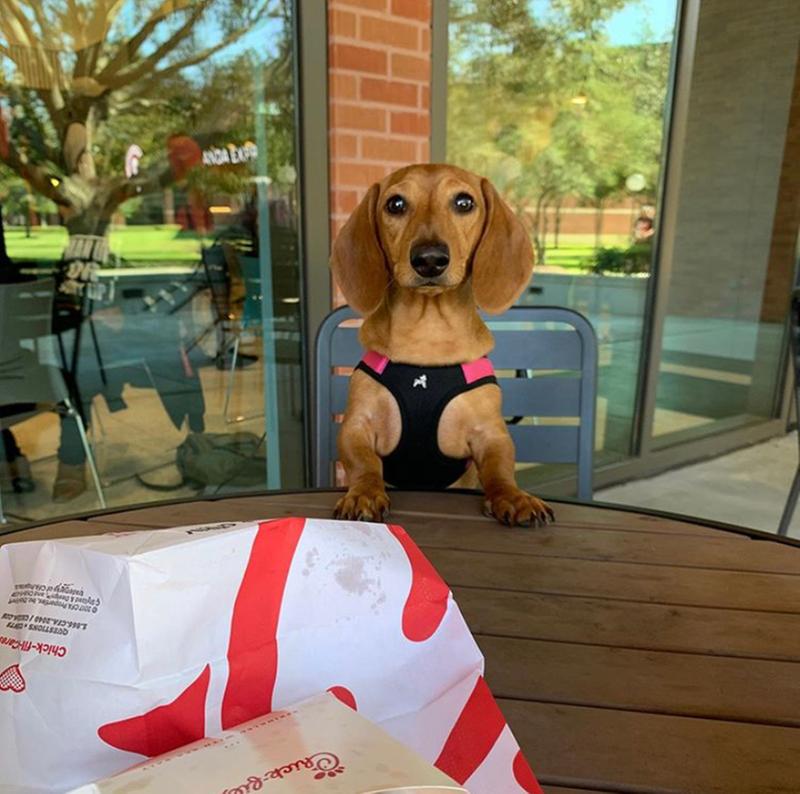 gooby easy fit harness petco