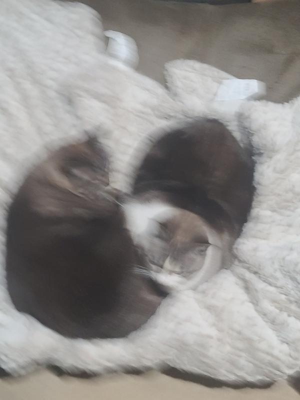 Happy cats