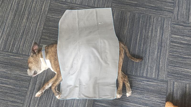 For size reference, laid across my 75lb dog