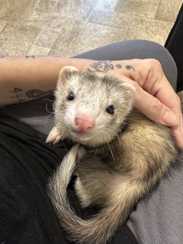 Ferrets for Sale: Live Pet Ferrets for Sale