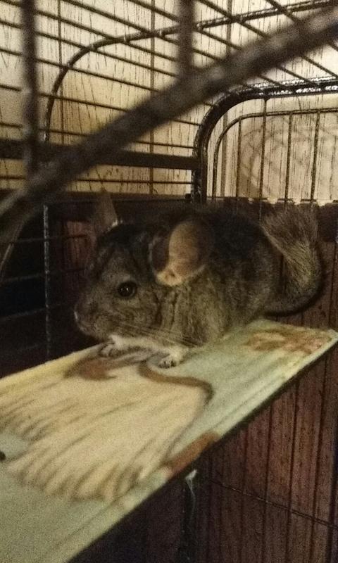 chinchilla at petco