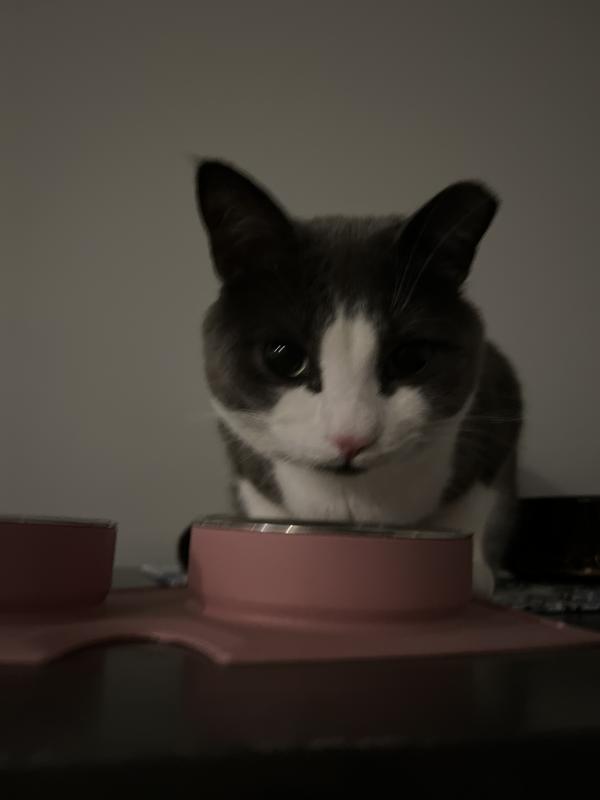 EveryYay Retro Joy Microwavable Bowl with Lid for Cats, Medium