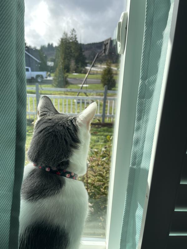 My beautiful cat with his gorgeous collar