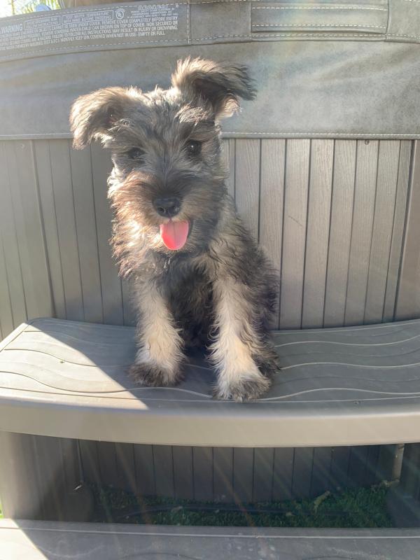Wolfie miniature Schnauzer
