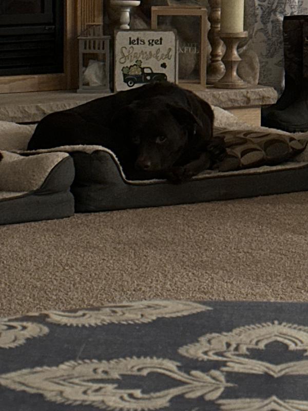 Well & Good Papaya & Honey Dog Deodorizing Spray 8 oz