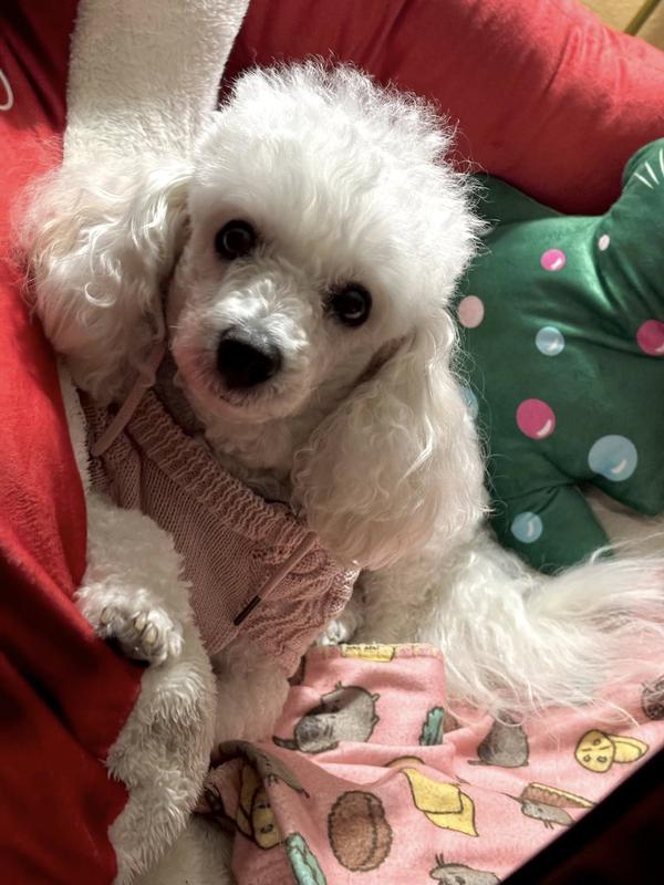 Daisy loves soft and cushiony things.. so this sweater is magic!