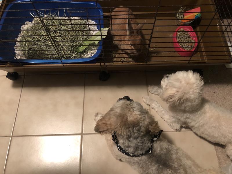 Meeting the pups