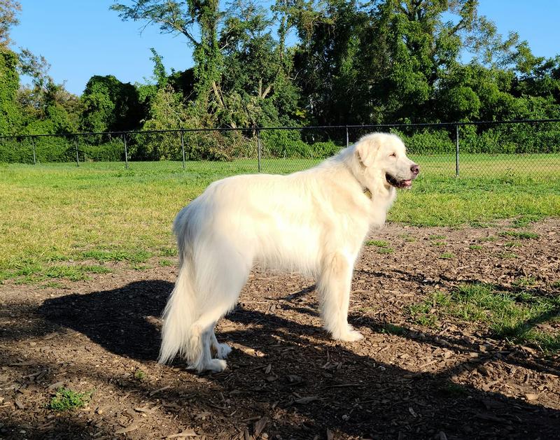 Charlie looking handsome at the dog park