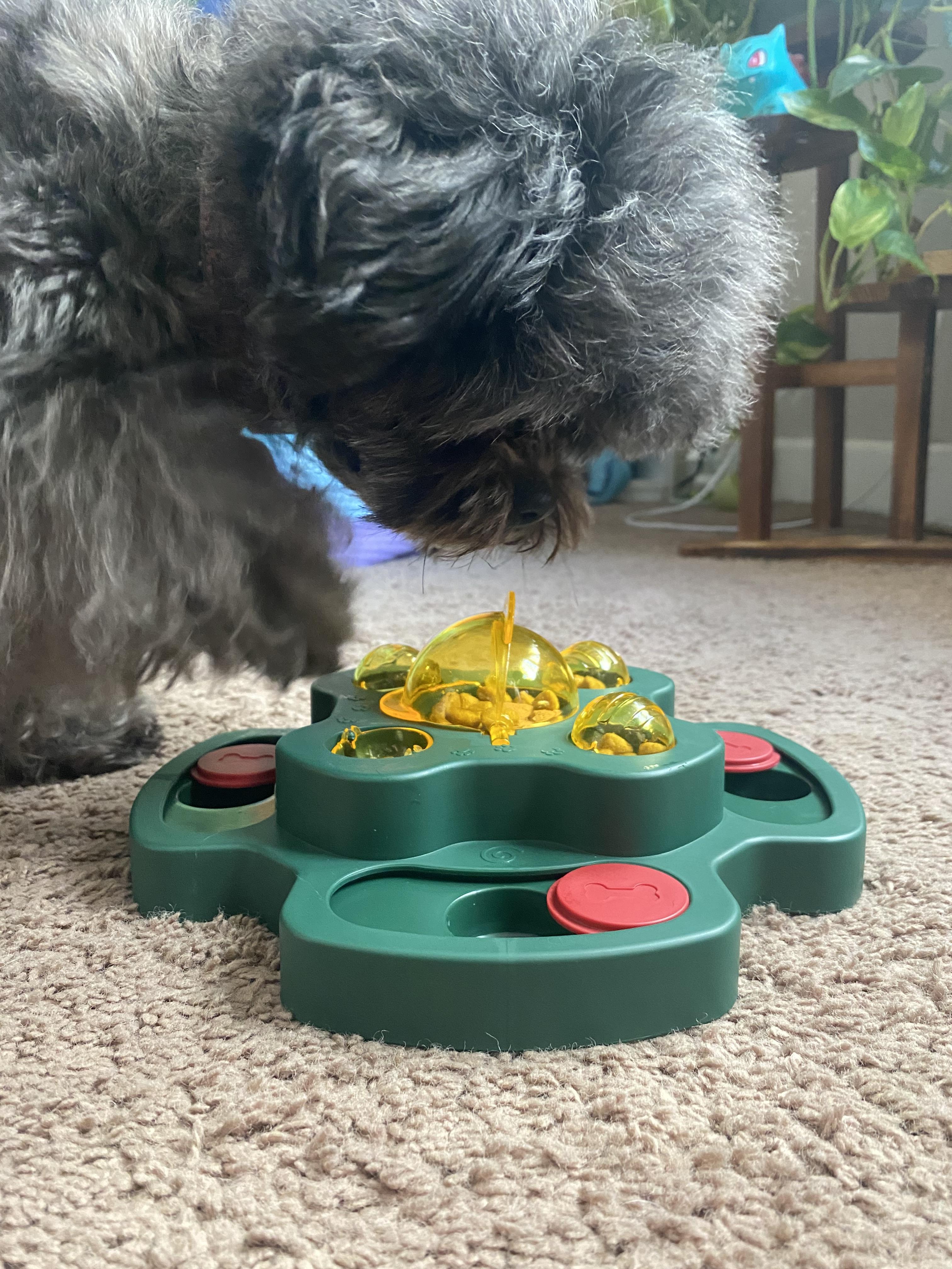 Puzzle toys for dogs petco best sale