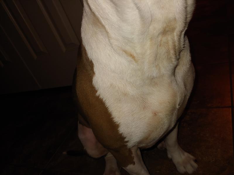 Well & Good Dog Wound Spray Antimicrobial & Soothing