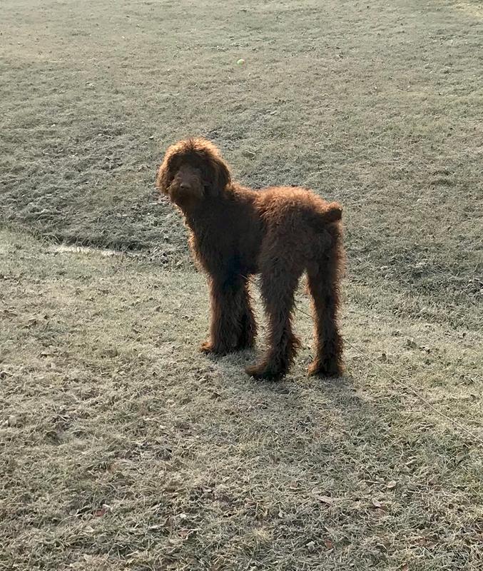 7 Month old Spoo on a Frosty Morn