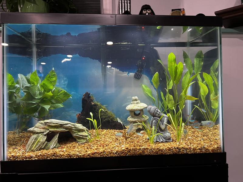 Aqueon Aquarium Fish Tank Starter Kits with LED Lighting