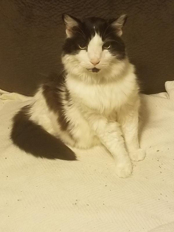 18 years young and loves his solid gold food!
