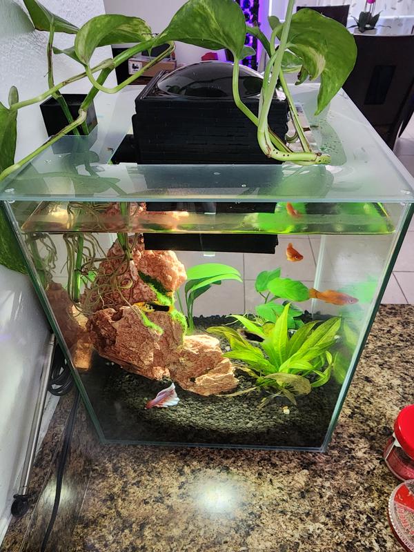 My live tank images