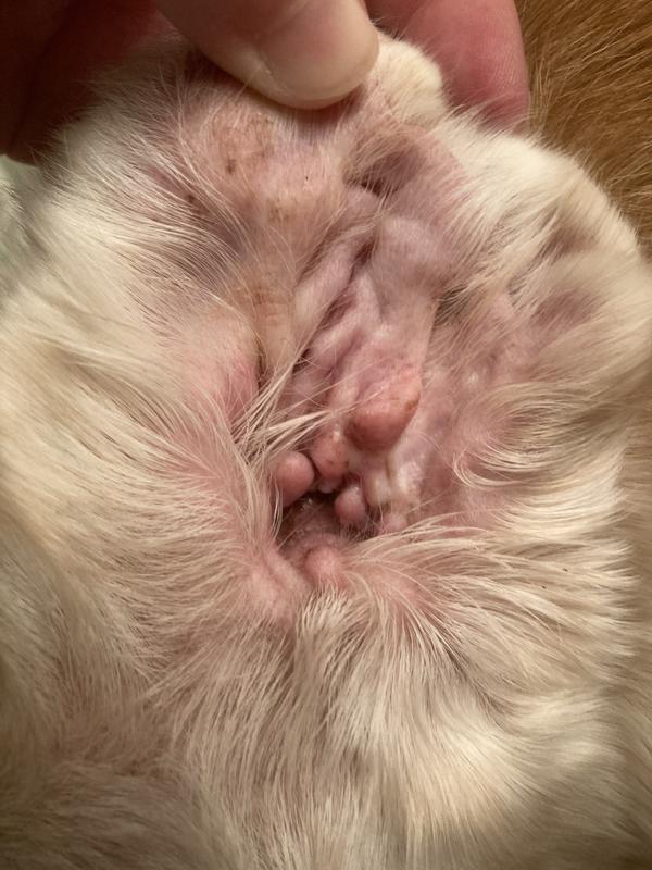 His compact ear