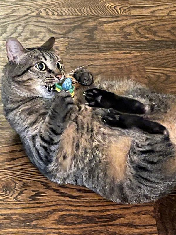 Playing with toy.
