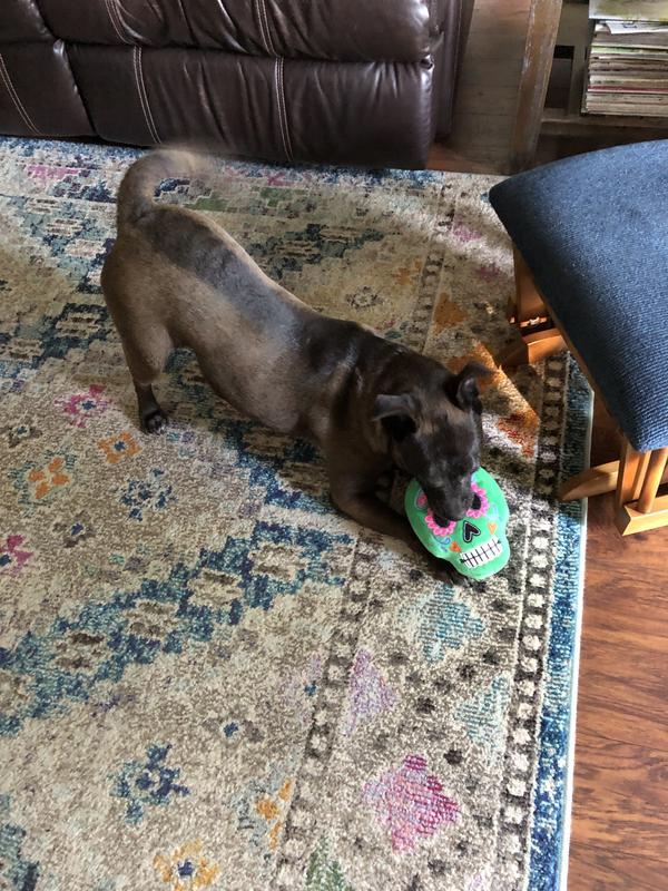 Shelby in action