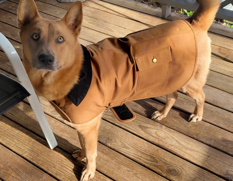 Carhartt dog jacket outlet sizing