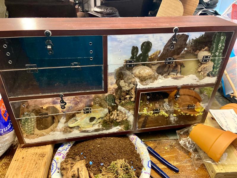 My Desert Blonde enjoying her new enclosure.