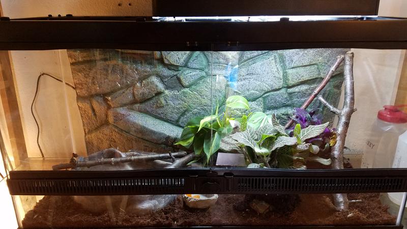 small pacman frog