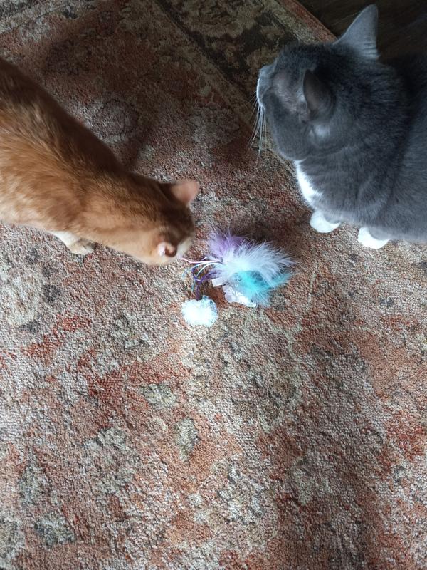 Punkin and Tobey getting ready to have some fun.