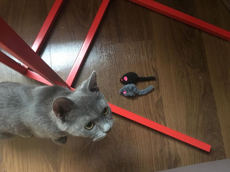 Human, don't touch them!