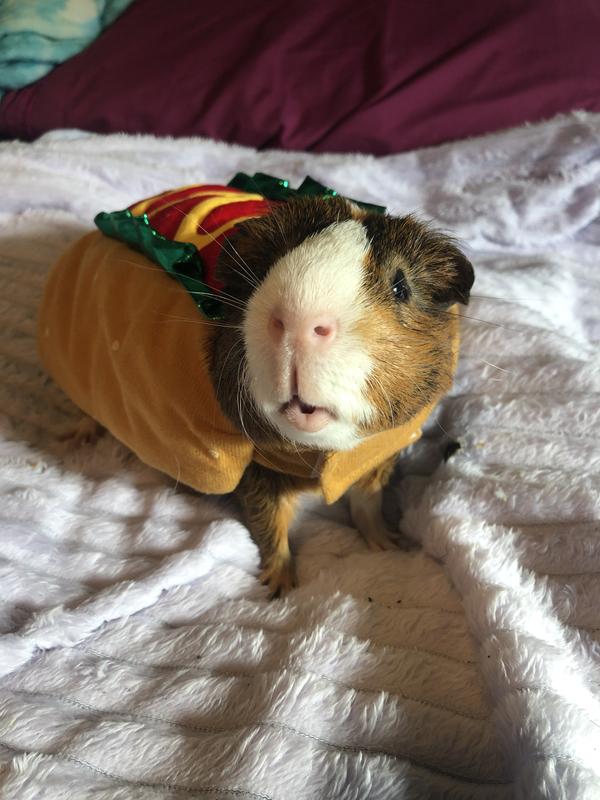 Bootique Hotdog Small Pet Costume Cute Washable