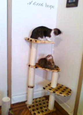 Niko n Buddy playing