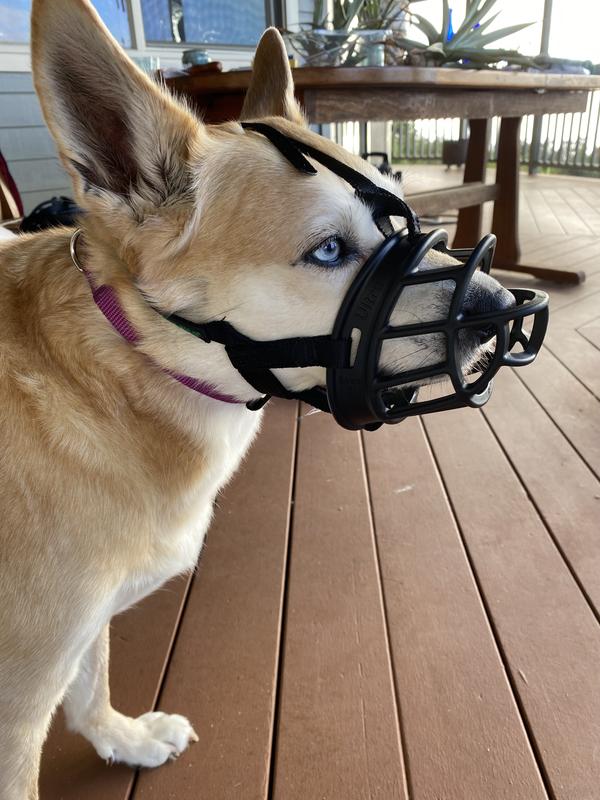 Dog 2025 muzzle petco