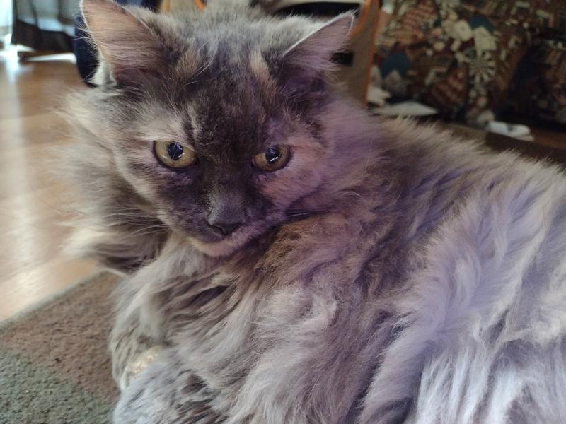 Cosequin for cats petco sale