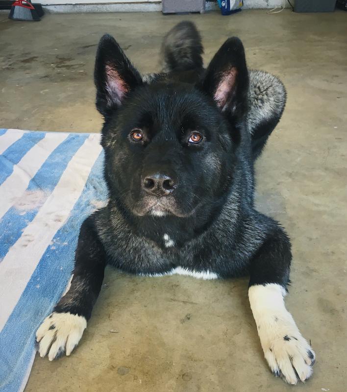 Well & Good Dog Shampoo & Conditioner, 16 fl. oz. Petco