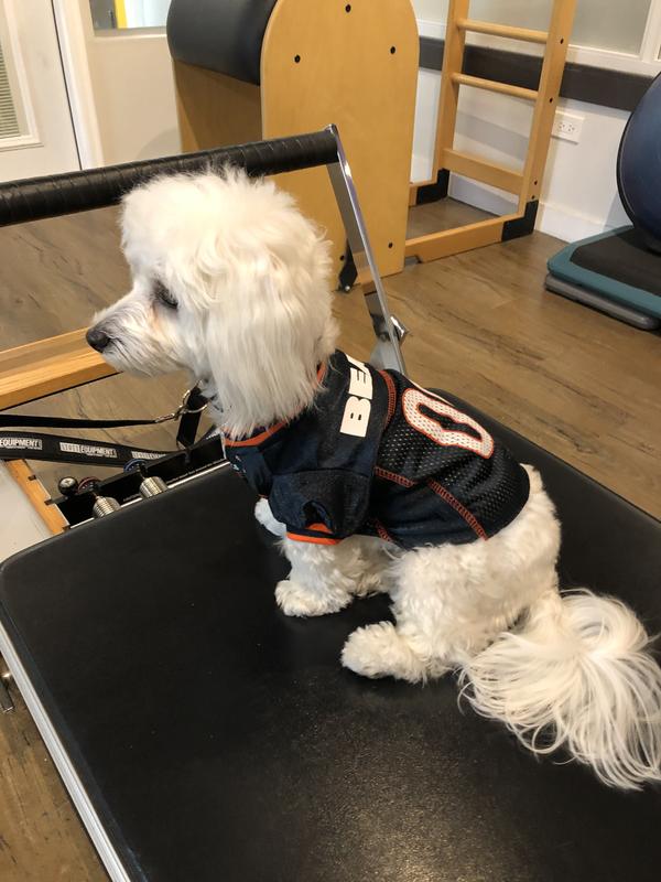 Chicago Bears Pet Jersey