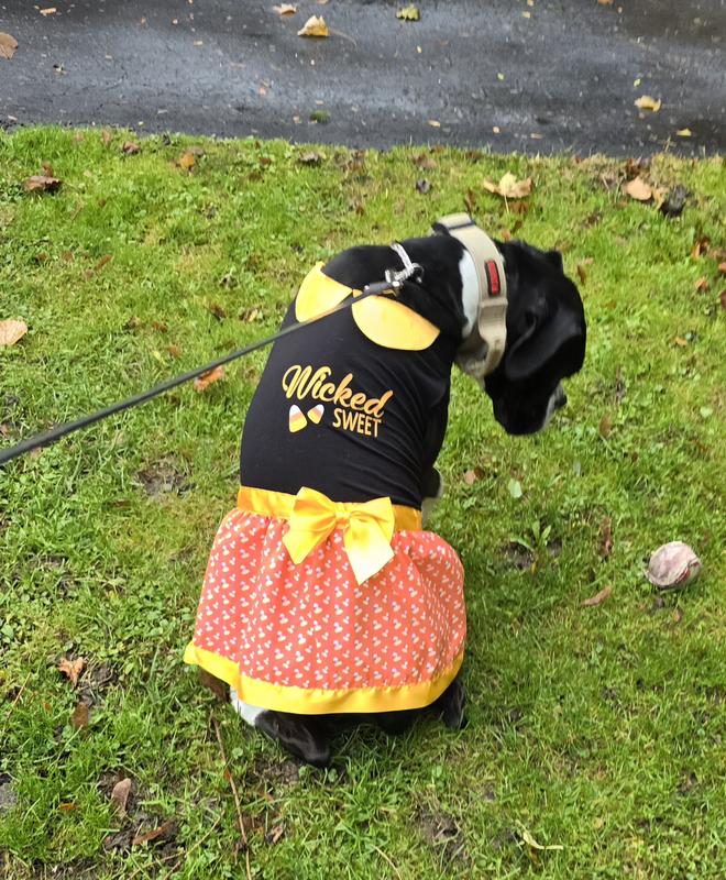 Bootique Wicked Sweet Candy Corn Pet Dress, 3X-Large | Petco