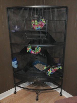 Corner 2025 ferret cage