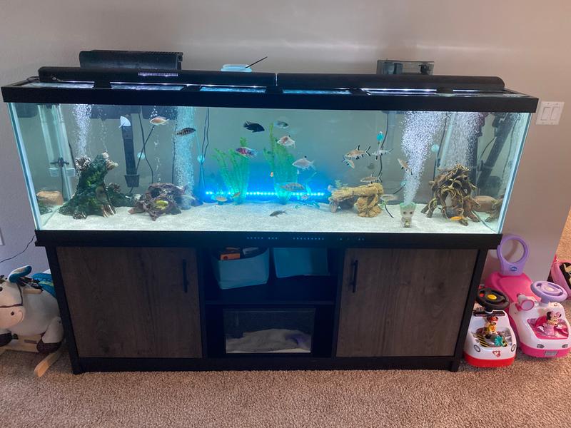 How to Hardscape an African Cichlid Tank 