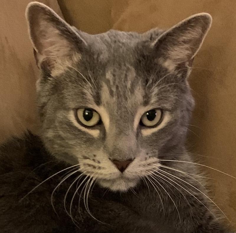 Fresh Step Ultra Unscented Clumping Cat Litter 42 lbs