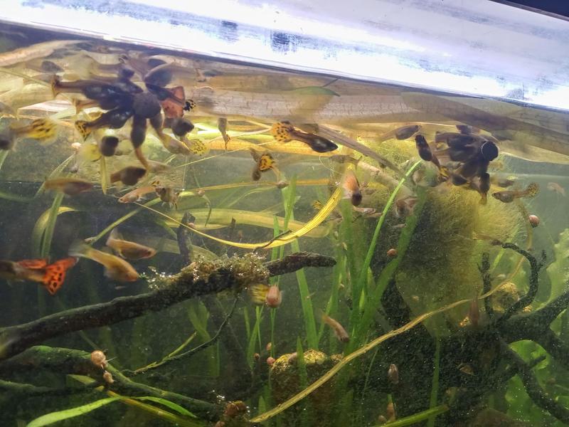 My guppies just love this food!! They go crazy! Fun to watch!
