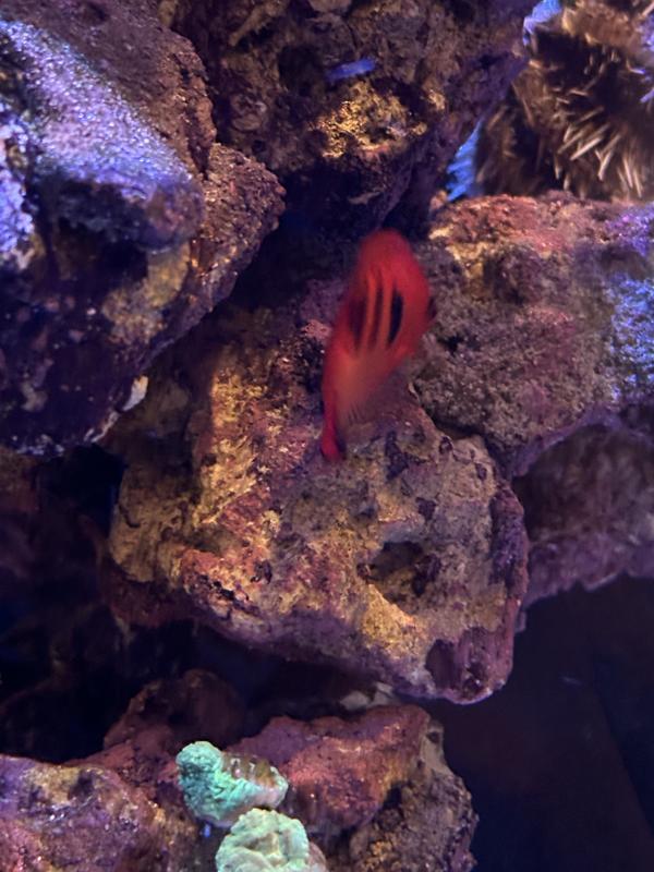 Flame Angel For Sale 1.5" Petco