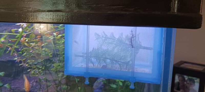 Electric blue fry