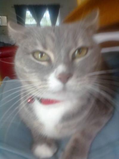 Petsafe Cat Flap Petco